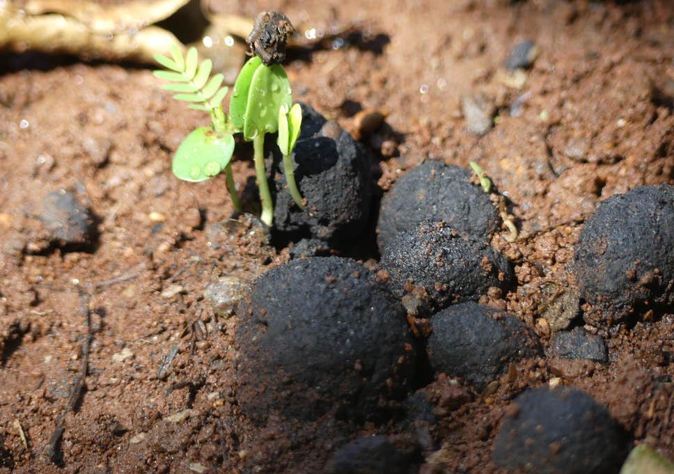 Seed Balls Bombing Technique